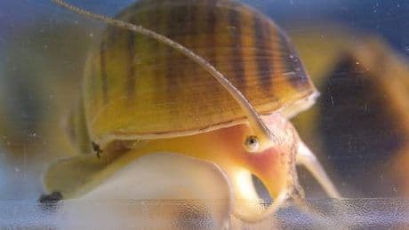 Un escargot capable de régénérer entièrement son œil