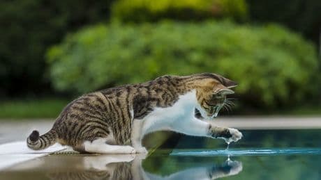 Razones sensoriales, preferencias personales, juego... Por qué algunos gatos beben con la pata