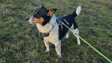 Dog rescued by fire crew after being trapped down well for 11 days