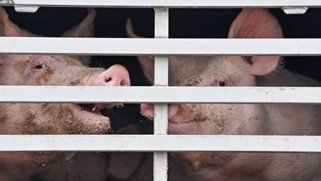 Tierschutzbeauftragte | Silvia Breher: Tierschutz adieu