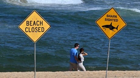 Muere un surfista tras el ataque de un gran tiburón en una playa de Sídney