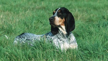 5 Hunde-Regeln - Na, wie liebt hat Sie Ihr Vierbeiner?