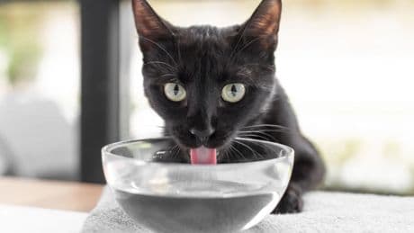 Cómo ayudar a los gatos a combatir el calor del verano: "Los gatos se deshidratan fácilmente"