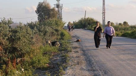 4 mahallede kuduz karantinası! Vatandaşlar tedirgin