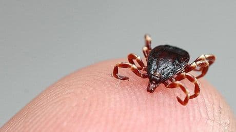 Sivas’ta kene vakalarında ölü sayısı 6'ya yükseldi