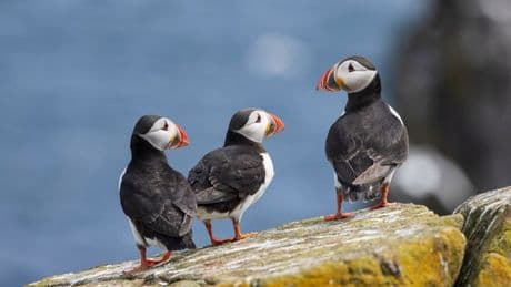 Beautiful UK seaside town is home to puffins, otters and even occasional sharks
