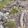 Simple dog walk snap hides hidden predators - can you spot FOUR snakes in photo in under 30 seconds?