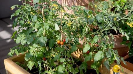 Tomaten im Kübel: Häufigster Gießfehler – und wie man ihn vermeidet