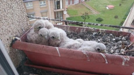 Por qué los nidos de aves protegidas proliferan en las terrazas de ciudades y pueblos