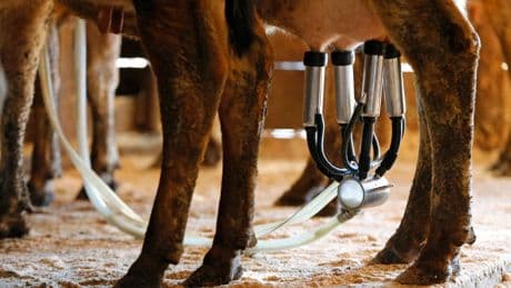Raw milk sickens 21 people in Florida including 6 children