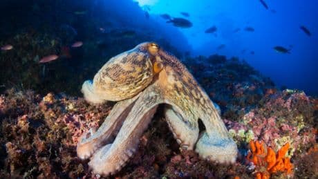 Global warming has brought Mediterranean octopus to the UK’s shores