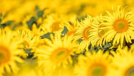 Ministerium warnt deutsche Touristen - Bringen Sie keine Blumen aus dem Urlaub mit!
