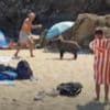 Ongenode gasten op vier poten: everzwijnen duiken op tussen badgasten aan Côte d'Azur