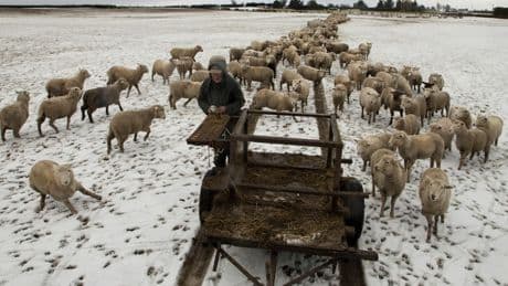 Yes, New Zealand still has more sheep than people. But humans are catching up