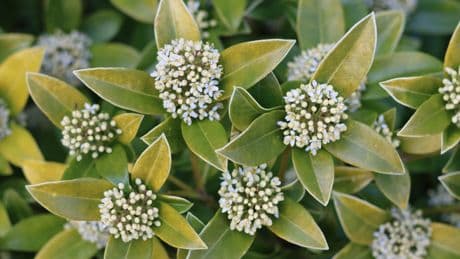 Jardin : les skimmias sont en fleurs !