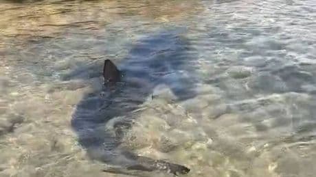 Massive shark prowls close to tourists as beach evacuated in British holiday spot