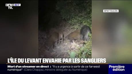 Sur l'île du Levant, les habitants se mobilisent pour limiter le nombre de sangliers