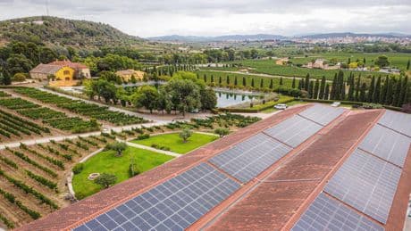 Cómo ha logrado Familia Torres reducir el 40% su huella de carbono en 2024