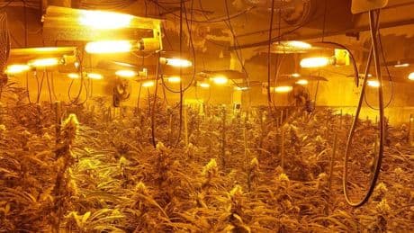 Endesa detecta 32.000 casos de fraude ligados al cultivo de marihuana