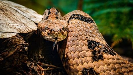 Hiker who died after being bitten by venomous snake in Tennessee made fatal mistake, officials believe