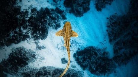 Shark Trust Announces 2025 Photography Winners
