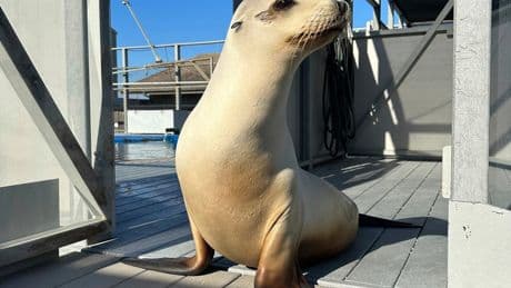 Scientists once thought only humans could bob to music. Ronan the sea lion helped prove them wrong