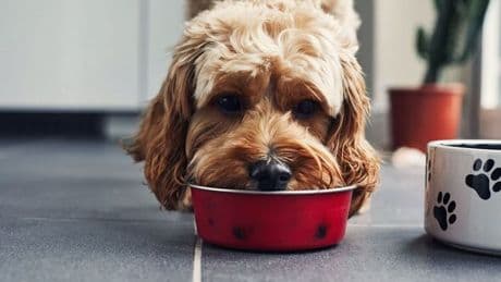 Vet issues alert to dog owners who feed their pet 1 type of food