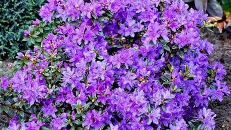 Shoppers rave this 8-piece selection of colourful shrubs are ‘best they’ve ever bought’