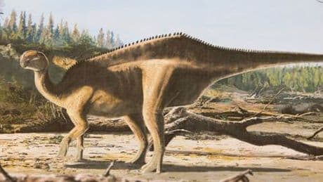 Neue Dinosaurier-Art: Segel-Dino auf Isle of Wight entdeckt