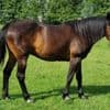 Paarden uit Limburgs weiland gestolen: 'Ik hoop niet dat ze gebruikt wordt om te fokken'