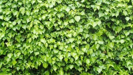 Gardener's three easy ways to kill ivy in your garden for good
