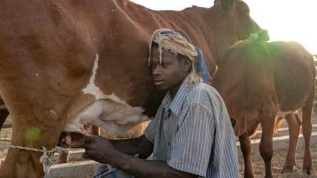 En Mauritanie, les éleveurs tentent d’imposer leur voix dans la filière laitière