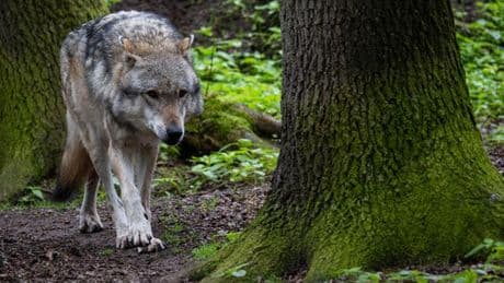 Debatte um Wölfe: Medien: Herdenschutz vor Wölfen künftig in ganz NRW