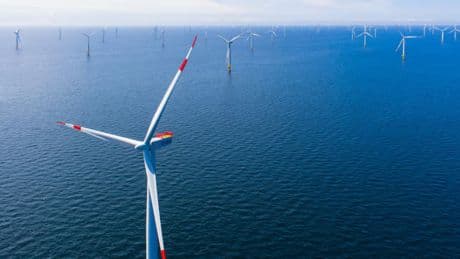 Muscheln gedeihen an Windparks: "Win-Win-Situation" hat ein Problem