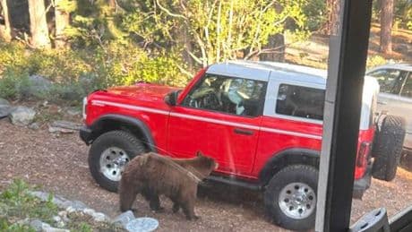 Outcry as California bear fatally shot after Tahoe camper attack