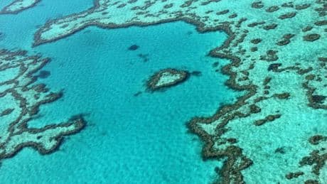 "Le plus gros déclin annuel": la Grande Barrière de corail victime d'un record de blanchissement jamais observé