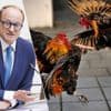 Politie onderschept 21 hanen bestemd voor illegale gevechten in Limburg: “Dieren zijn er niet om als gladiatoren te sterven”
