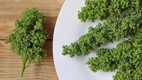 La planta mexicana que previene la diabetes y reduce el colesterol de forma natural