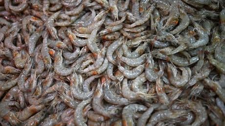 FDA warns public about eating radioactive shrimp from Walmart