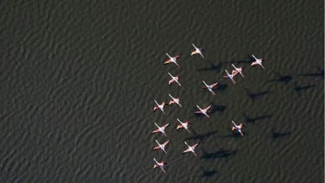 Pink Flamingos Reveal Their Secret To Aging