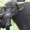 Sperrzone aufgehoben: Maul- und Klauenseuche in Brandenburg bezwungen