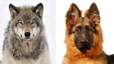 ¿Por qué la mayoría de los perros tienen los ojos marrones? La evolución de una mirada