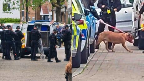 Baby in hospital after vicious dog attack in Manchester