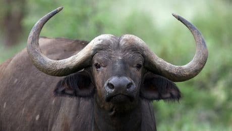 83-year-old man hurt after his pet buffalo, Dozer, attacked at feeding time: ‘Could have been worse’