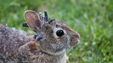 „Frankenstein-Kaninchen“: Virus sorgt für bizarre Wucherungen
