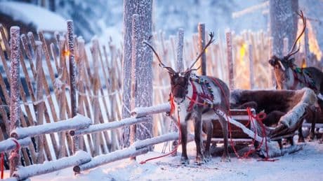 TUI announces 'extreme day trip' to Lapland from multiple UK airports