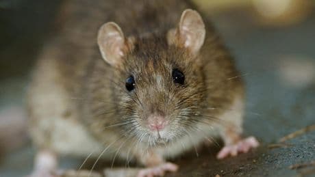 Ratten im Haus bekämpfen: So erkennen Sie den Befall zu Hause