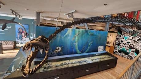 Mystery behind terrifying 85million-year-old sea monster with giant teeth that ‘crushed’ prey solved after decades