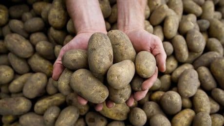 Landwirtschaft: Massive Ernteausfälle durch Pflanzenkrankheit Stolbur