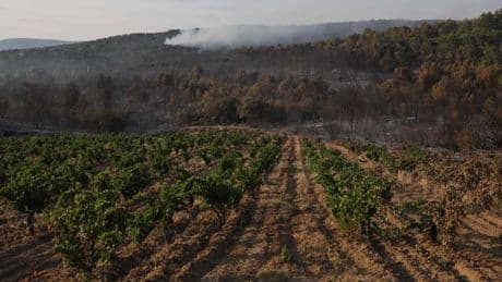 Vignoble français : malgré un millésime 2025 prometteur, les fortes inquiétudes du secteur